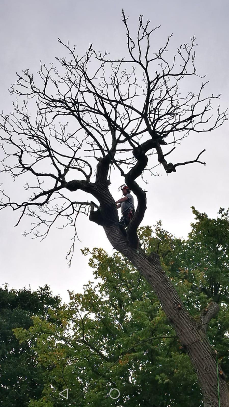 Healion Tree Force arborist climbing operation